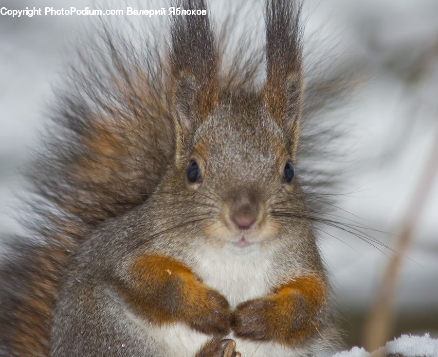 Animal, Mammal, Rodent, Squirrel