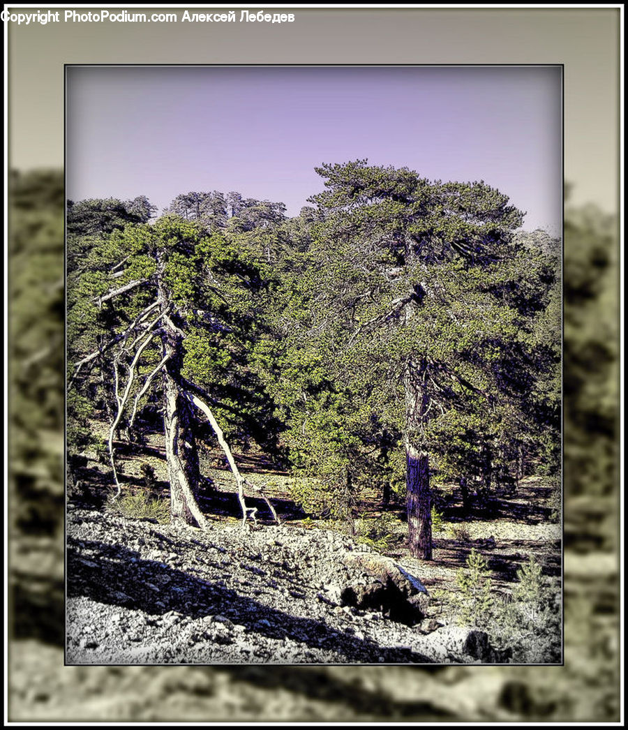 Collage, Poster, Conifer, Larch, Tree, Wood, Forest