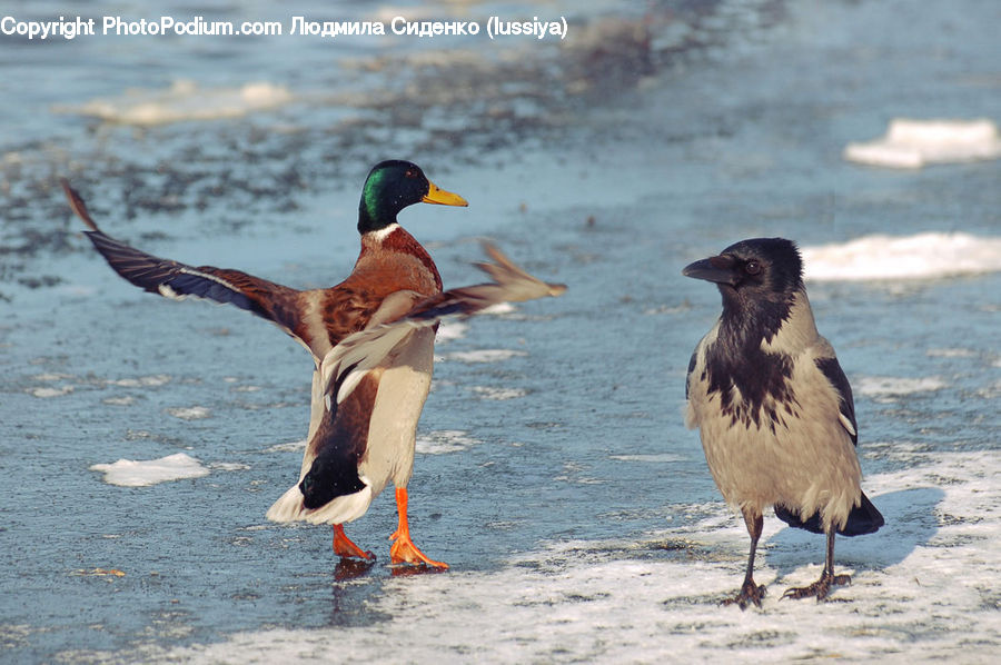 Bird, Duck, Mallard, Waterfowl, Teal, Blackbird, Crow