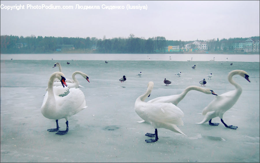 Bird, Swan, Waterfowl, Goose, Beak, Crane Bird, Heron