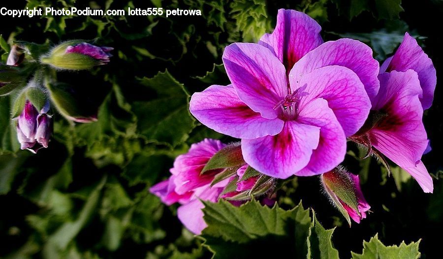 Blossom, Flora, Flower, Geranium, Plant, Foxglove, Tulip