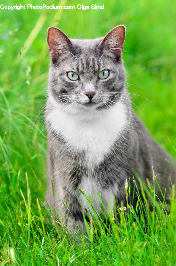 Animal, Cat, Mammal, Manx, Pet, Kitten, Field