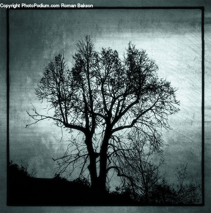 Plant, Tree, Oak, Wood, Silhouette