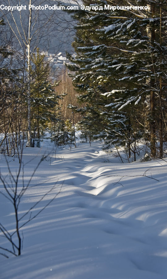 Conifer, Fir, Plant, Tree, Landscape, Nature, Scenery