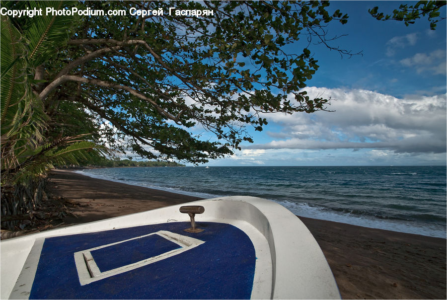 Arecaceae, Palm Tree, Plant, Tree, Boat, Dinghy, Fern
