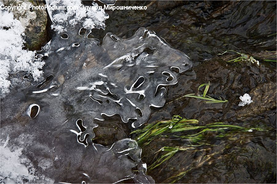 Algae, Agaric, Amanita, Fungus, Mushroom, Plant, Rock