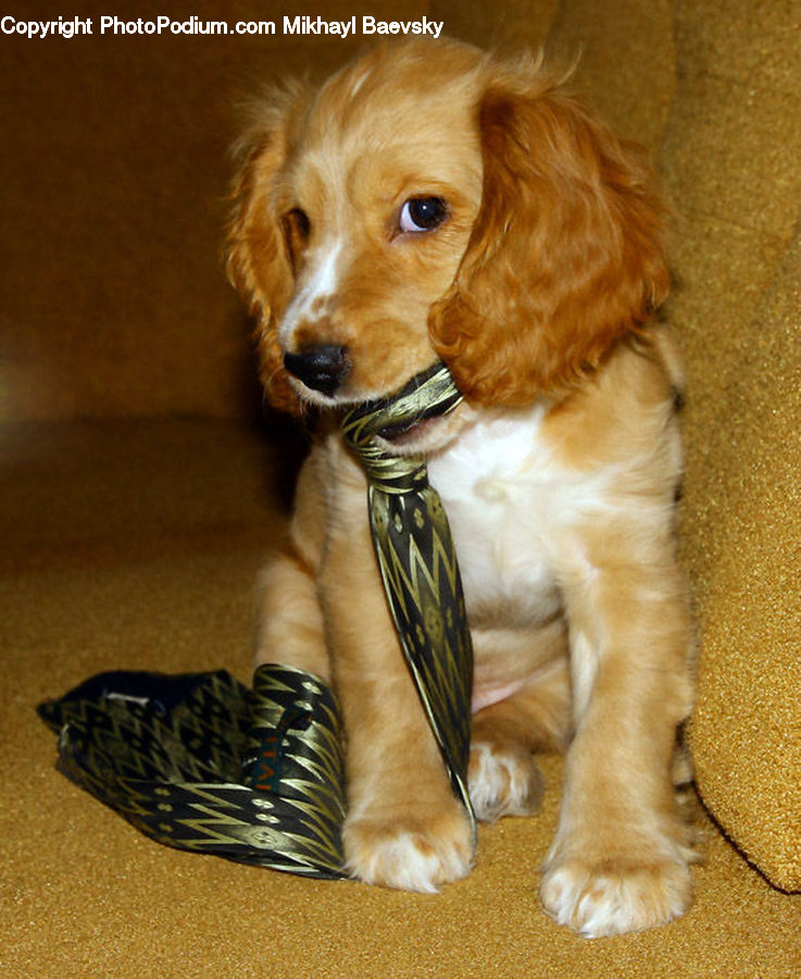 Animal, Canine, Cocker Spaniel, Dog, Mammal, Pet, Spaniel