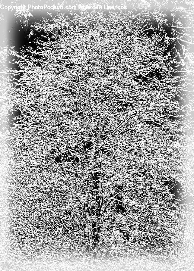 Frost, Ice, Outdoors, Snow