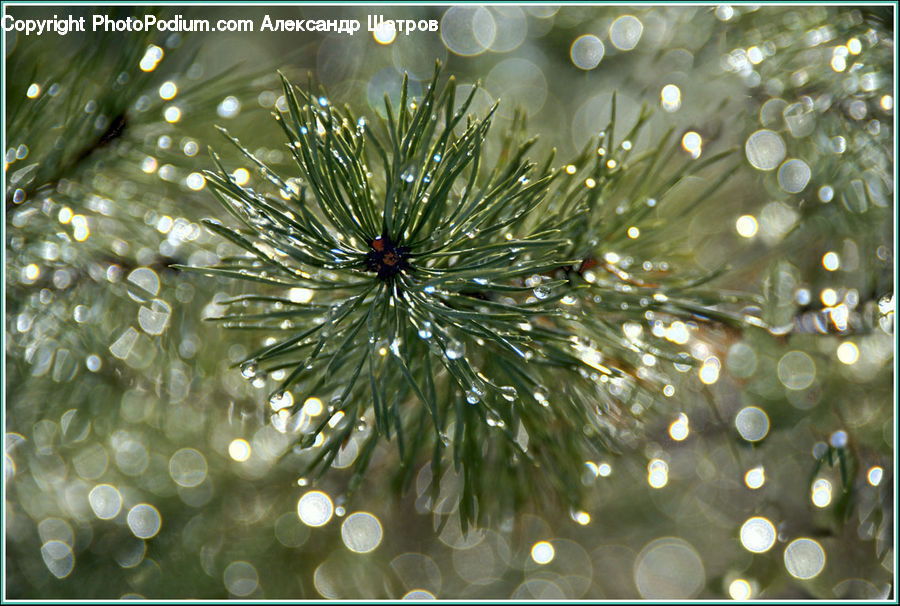 Dill, Plant, Conifer, Fir, Tree, Droplet, Bling