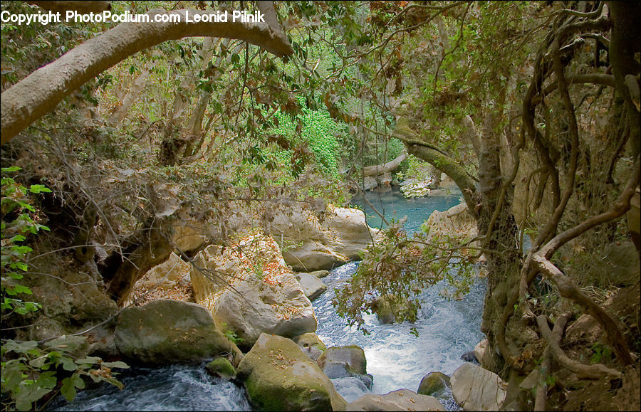 Creek, Outdoors, River, Water, Stream, Rock, Algae