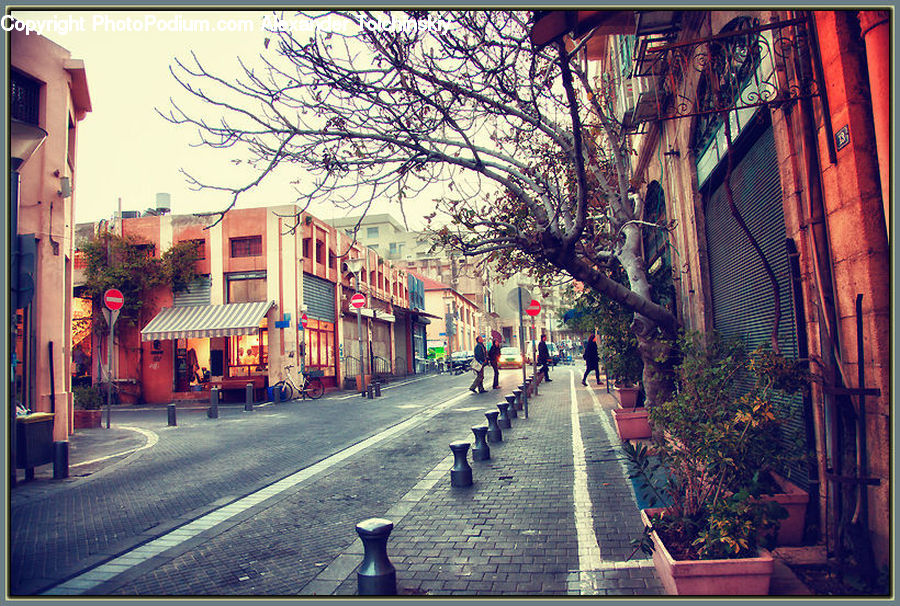 Plant, Potted Plant, Awning, Road, Street, Town, Bonsai