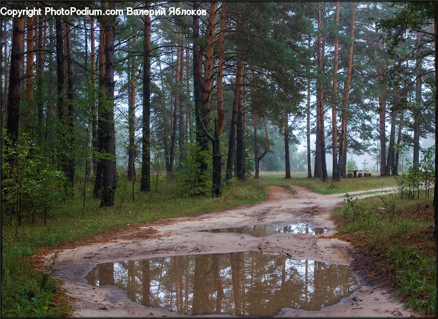 Puddle, Dirt Road, Gravel, Road, Forest, Vegetation, Creek
