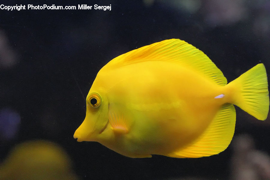 Fish, Sea Life, Surgeonfish