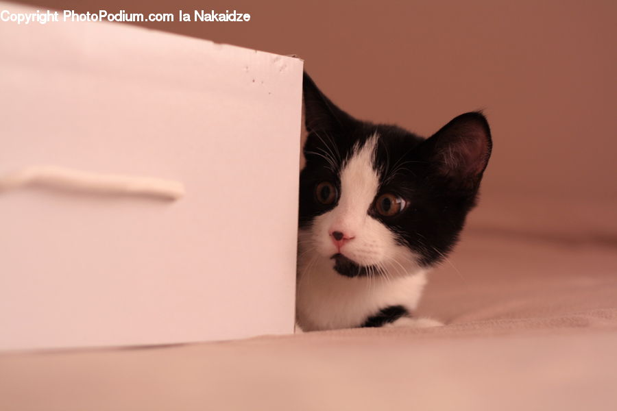 Animal, Cat, Kitten, Mammal, Pet, Manx, Siamese