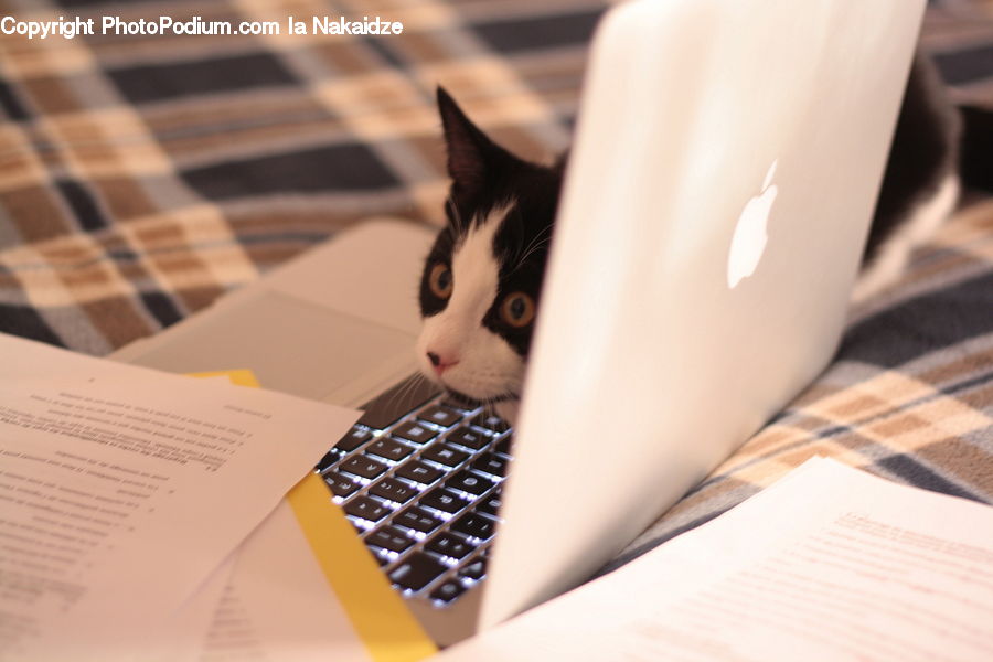 Computer Keyboard, Electronics, Keyboard, Crossword Puzzle, Game, Calendar, Text