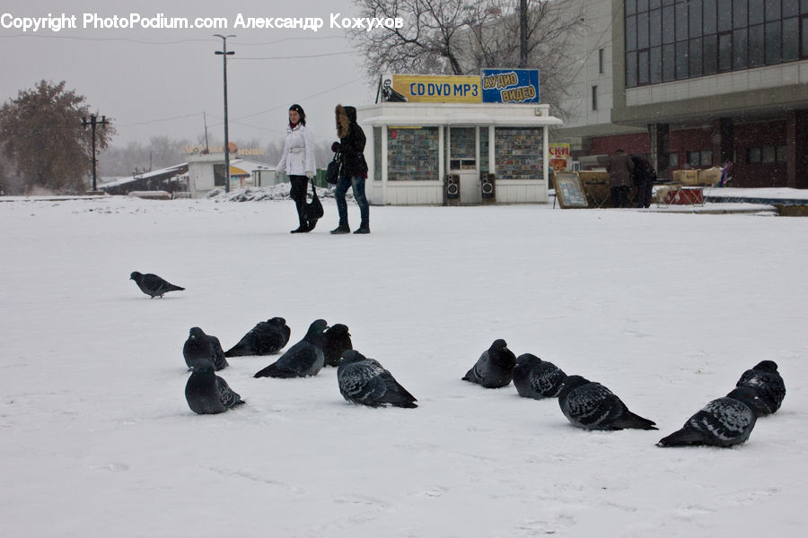 Bird, Pigeon, Dove