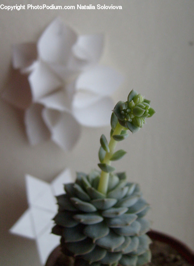 Conifer, Fir, Plant, Tree, Flower Arrangement, Ikebana, Potted Plant