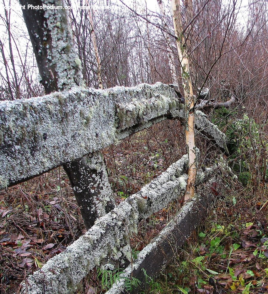 Forest, Grove, Land, Birch, Tree, Wood, Outdoors