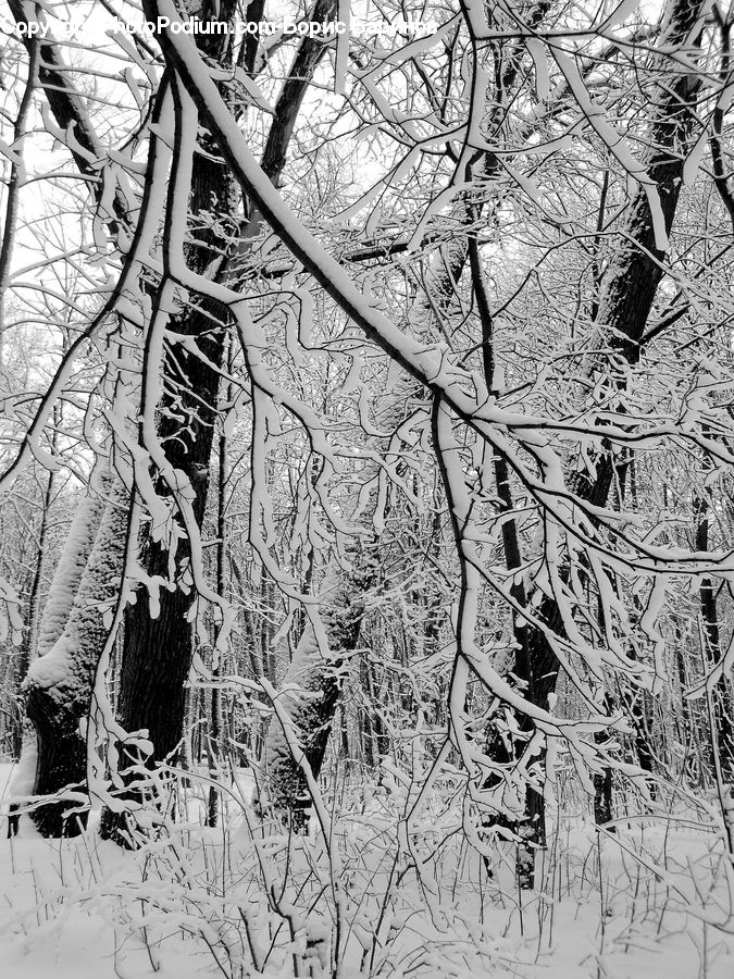 Ice, Outdoors, Snow, Paper, Forest, Vegetation, Drawing