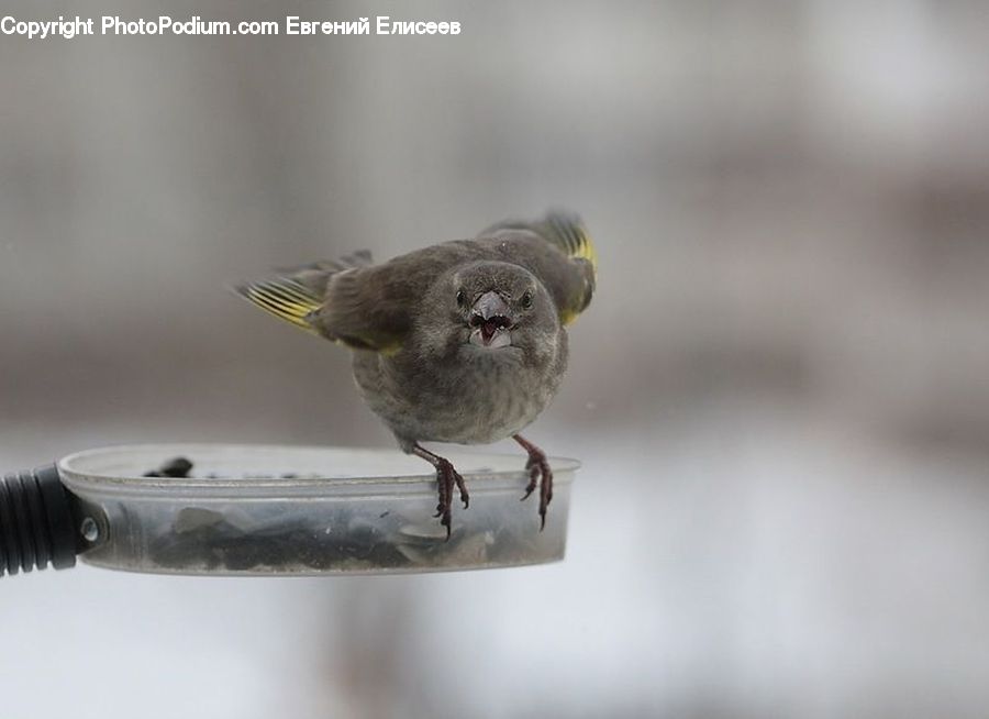 Bird, Finch, Sparrow