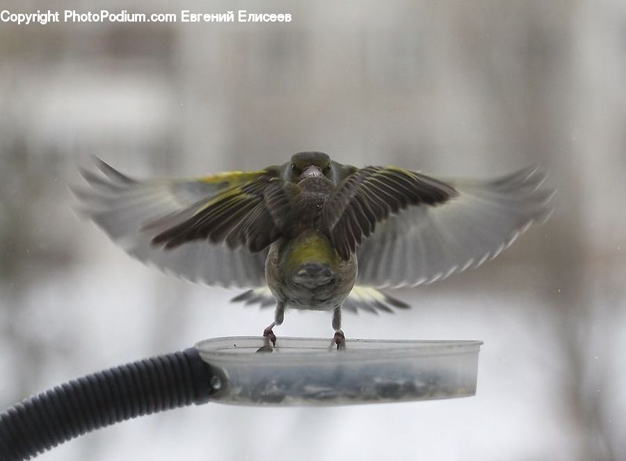 Bird, Finch, Blackbird, Accipiter, Sparrow, Swallow