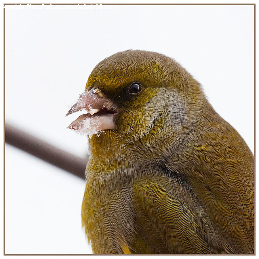 Bird, Finch, Canary, Head, Portrait, Beak