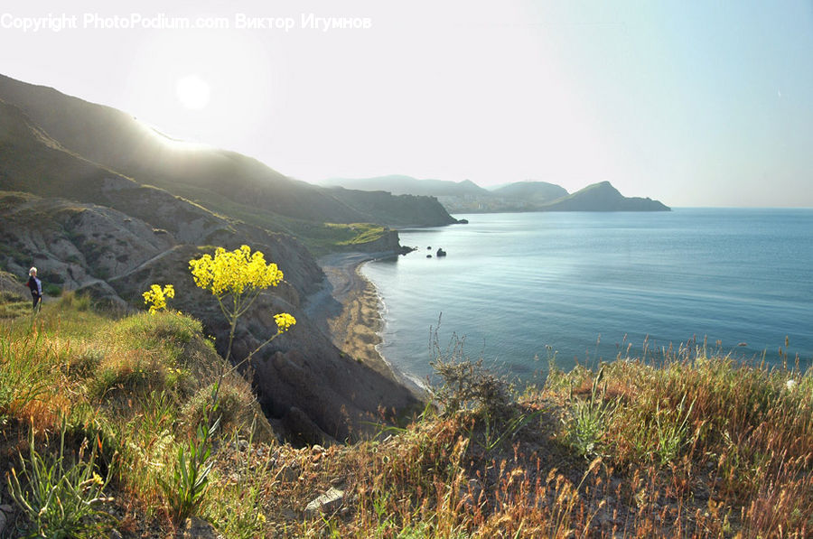 Promontory, Cliff, Outdoors, Bush, Plant, Vegetation, Coast