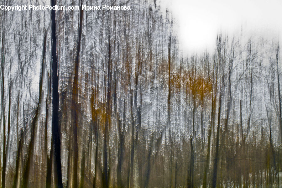 Birch, Tree, Wood, Forest, Vegetation, Field, Grass