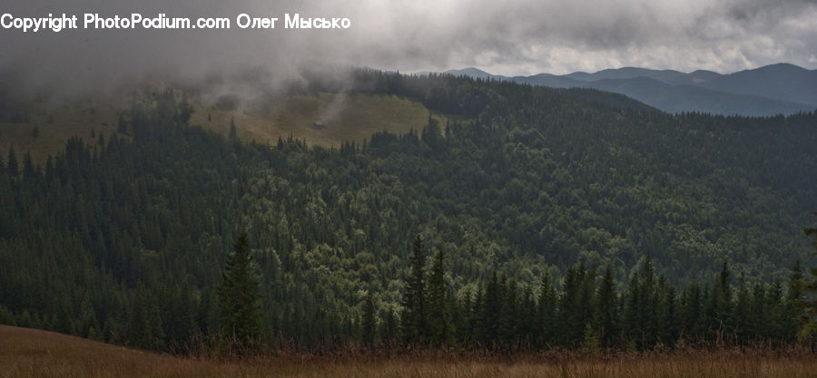 Conifer, Fir, Plant, Tree, Mountain, Mountain Range, Outdoors
