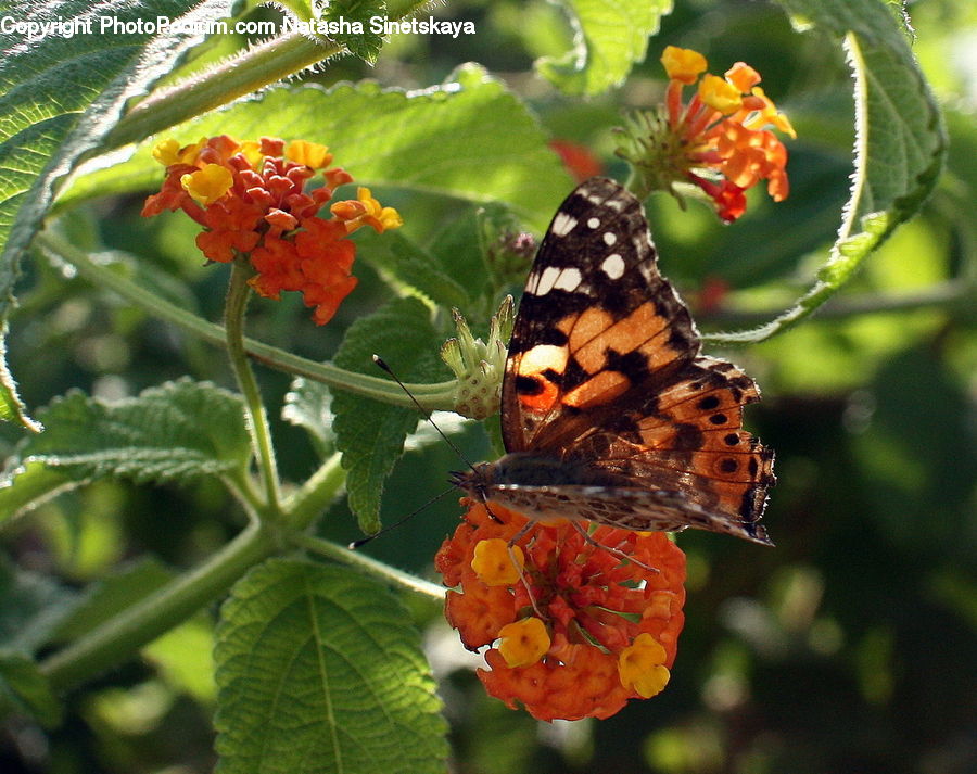 Butterfly, Insect, Invertebrate, Blossom, Flora, Flower, Geranium