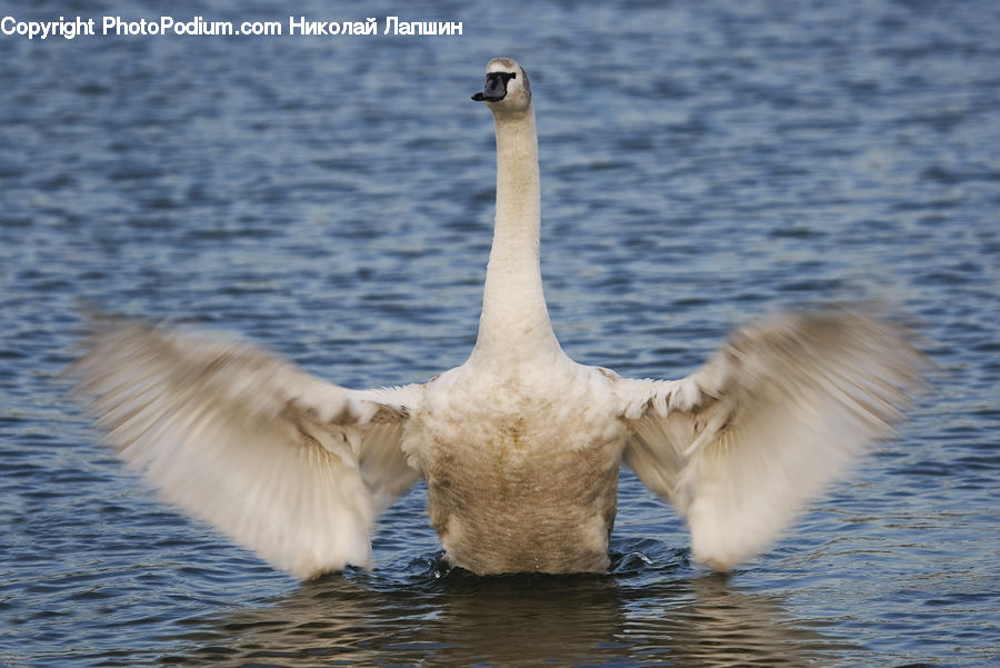 Bird, Goose, Waterfowl, Swan, Duck, Teal