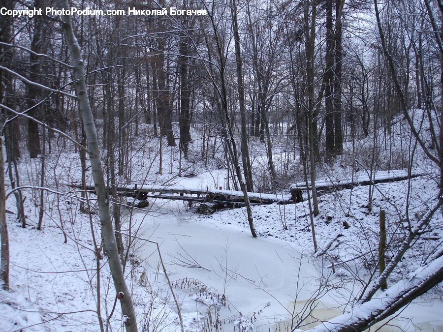 Forest, Vegetation, Birch, Tree, Wood, Grove, Land