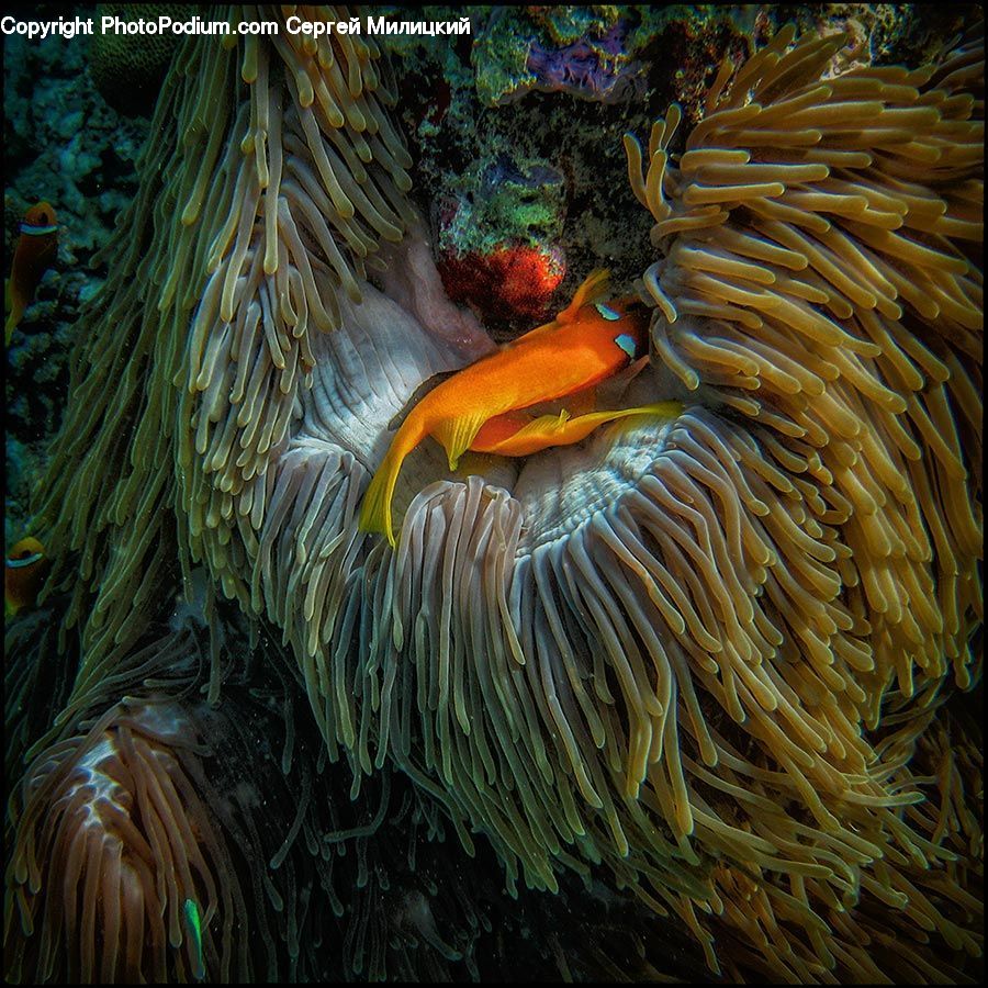 Amphiprion, Fish, Sea Life, Invertebrate, Sea Anemone, Coral Reef, Outdoors