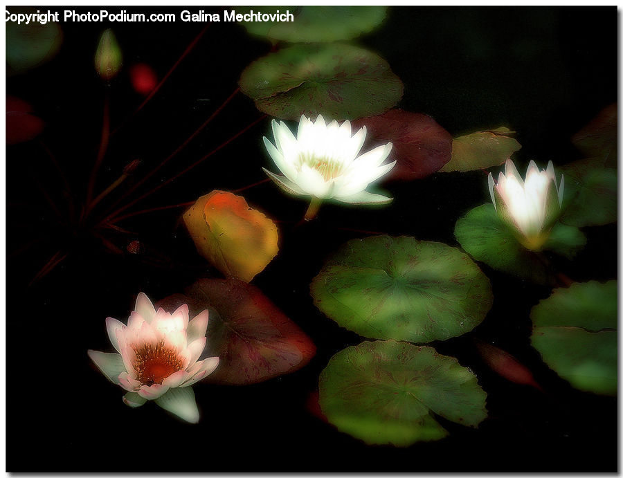 Blossom, Flora, Flower, Geranium, Plant, Aurora, Light