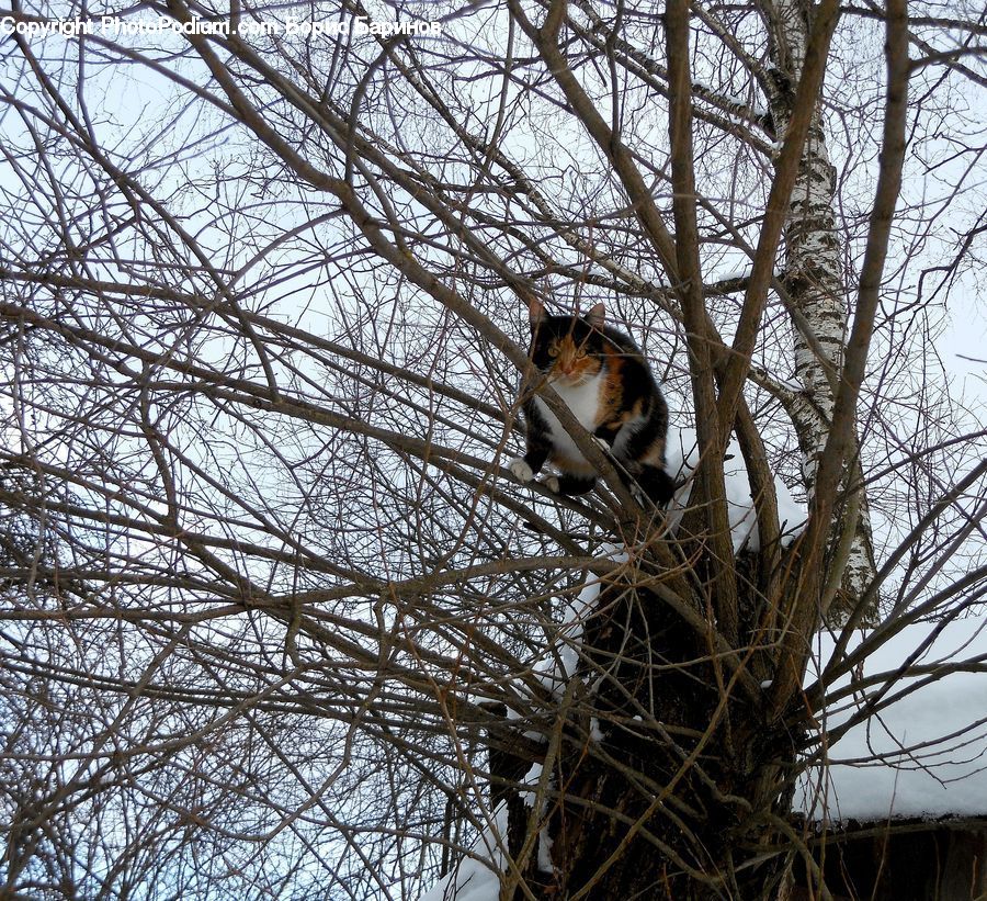 Bird, Robin, Animal, Zoo, Birch, Tree, Wood