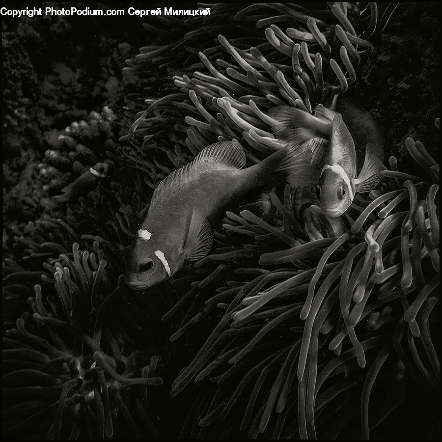 Amphiprion, Fish, Sea Life, Smoke, Invertebrate, Sea Anemone, Coral Reef