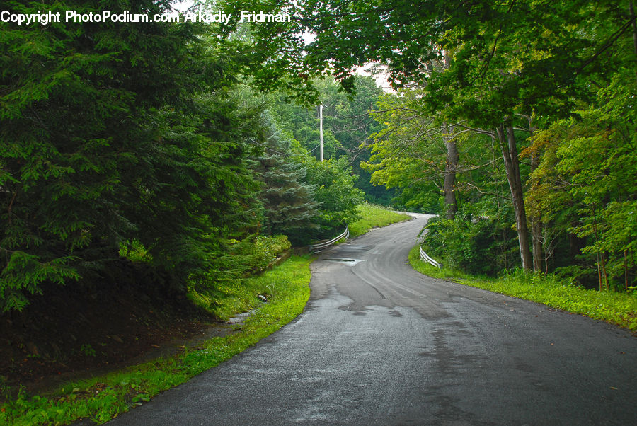 Dirt Road, Gravel, Road, Forest, Jungle, Rainforest, Vegetation