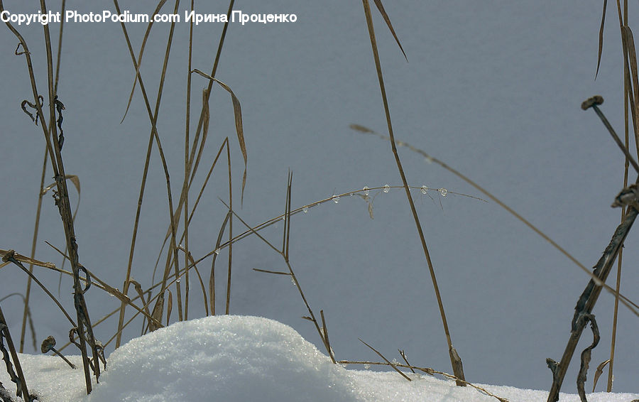 Bird, Grouse, Ptarmigan, Field, Grass, Grassland, Plant