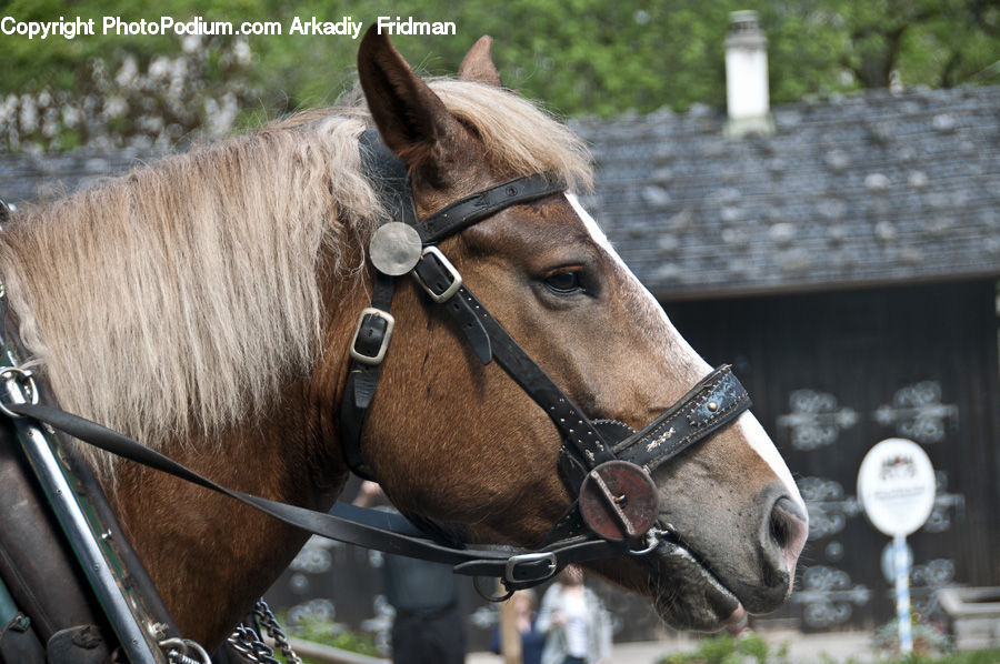 People, Person, Human, Animal, Horse, Mammal, Colt Horse