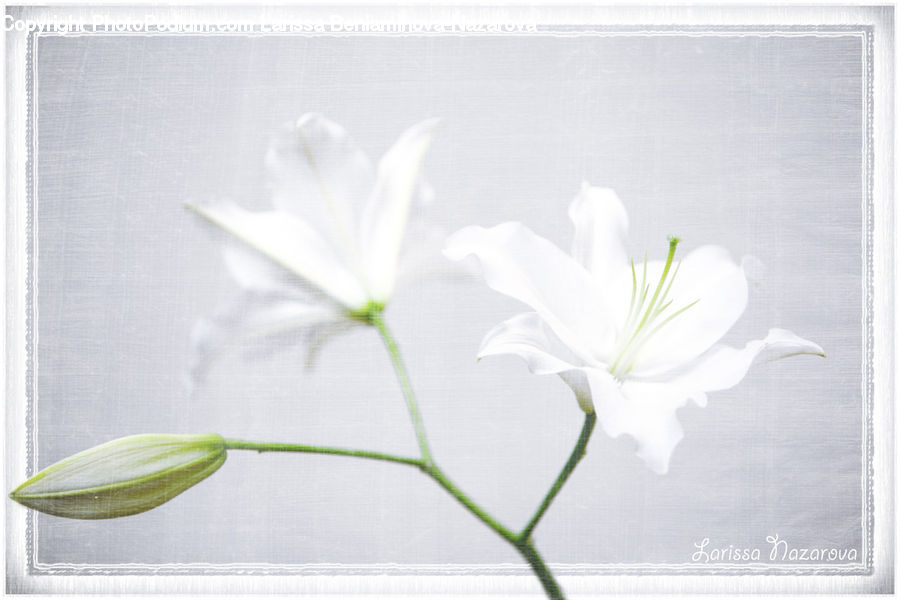Flower Arrangement, Ikebana, Plant, Potted Plant, Vase, Blossom, Flower