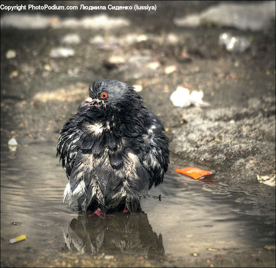 Bird, Blackbird, Beak