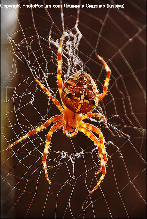 Arachnid, Garden Spider, Insect, Invertebrate, Spider