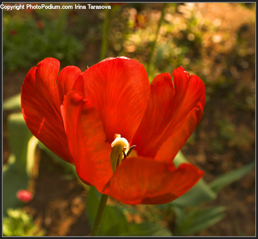People, Person, Human, Blossom, Flora, Flower, Plant