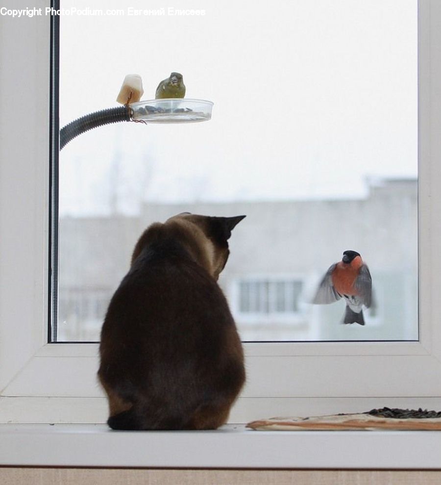 Bird, Swallow, Robin, Shelf, Animal