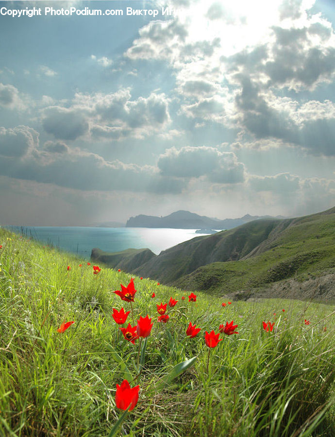 Blossom, Flora, Flower, Plant, Poppy, Field, Grass