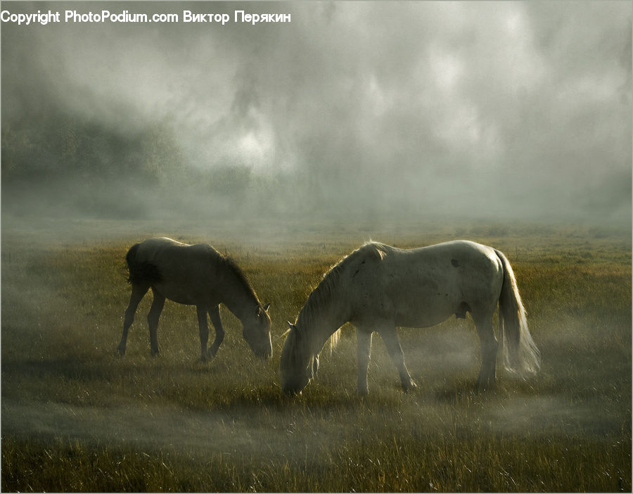 Animal, Horse, Mammal, Colt Horse, Foal, Countryside, Grassland
