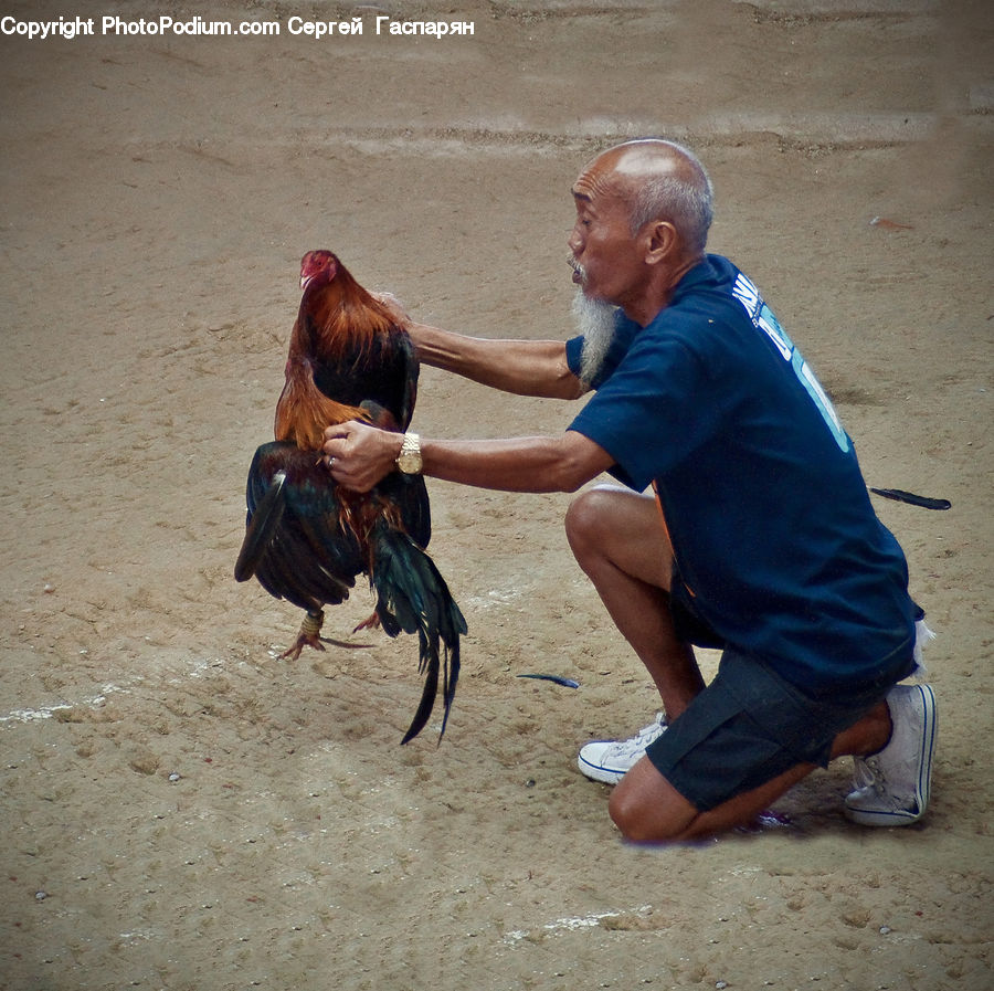 Human, People, Person, Chicken, Cock Bird, Fowl, Poultry