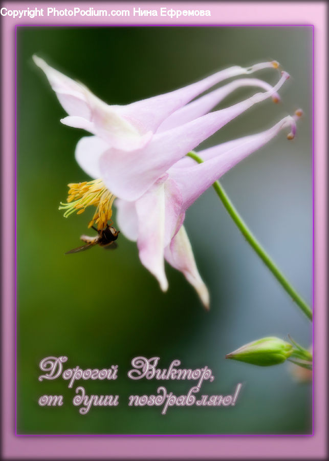 Flora, Flower, Gladiolus, Plant, Pollen, Aquilegia, Blossom