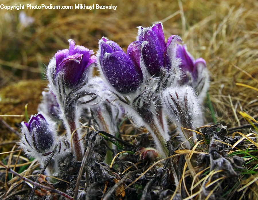 Blossom, Crocus, Flora, Flower, Plant, Lavender, Frost