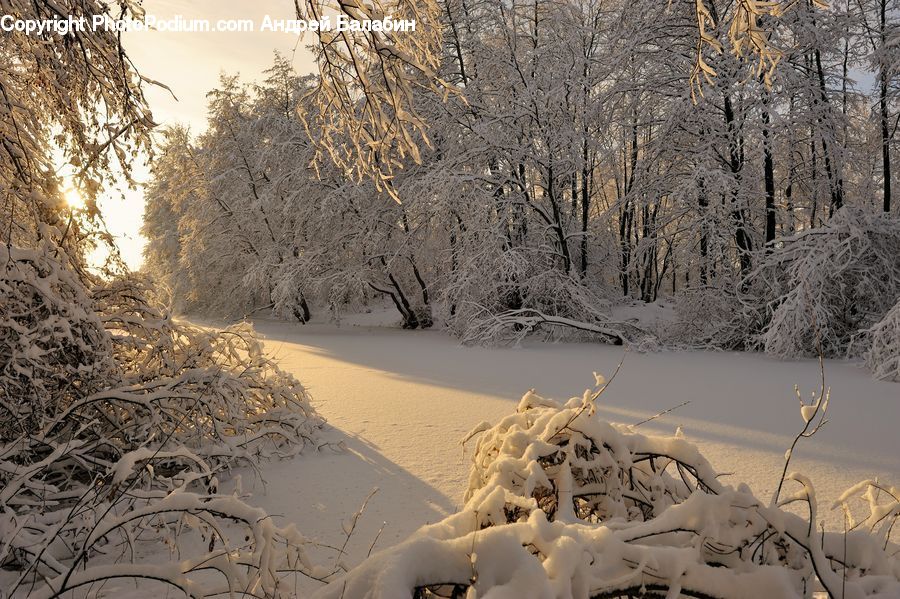 Blizzard, Outdoors, Snow, Weather, Winter, Ice, Frost